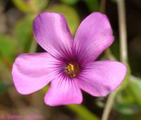 Oxalis articulata image