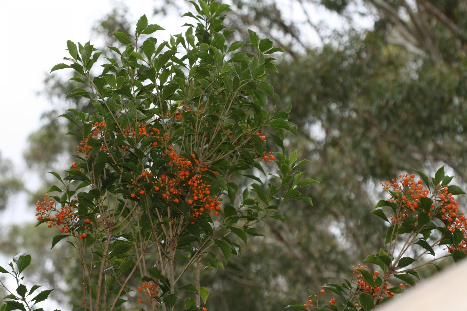 Pittosporum rhombifolium image