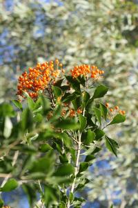 Pittosporum rhombifolium image