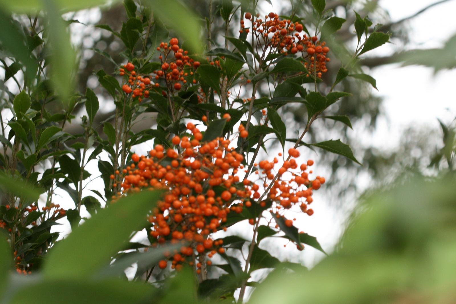 Pittosporum rhombifolium image