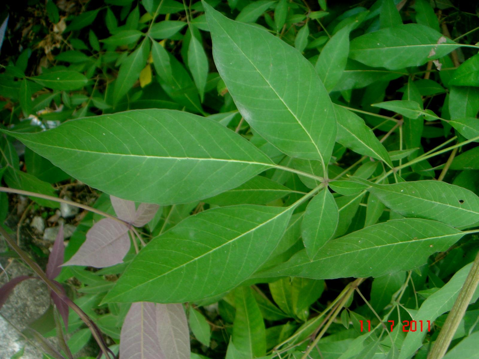 Vitex negundo image