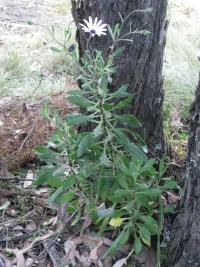 Osteospermum fruticosum image
