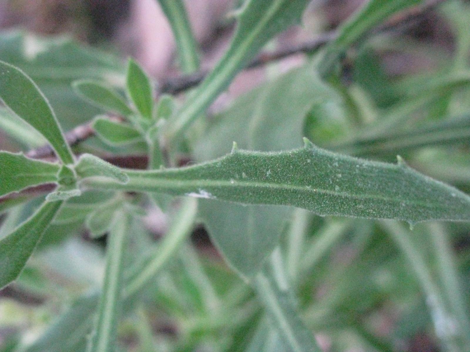 Osteospermum fruticosum image