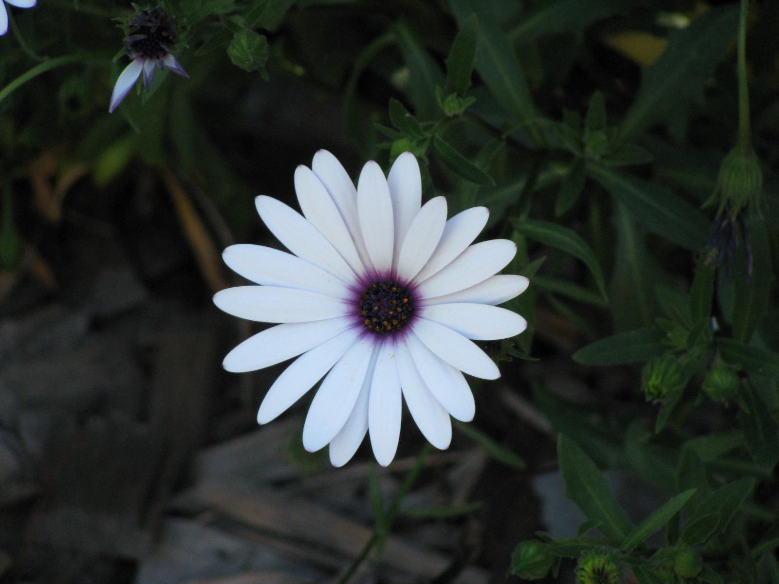 Osteospermum image