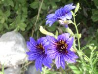 Salpiglossis sinuata image