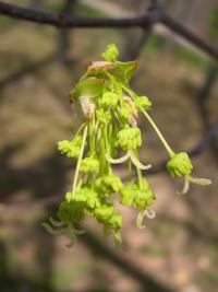 Image of Acer floridanum