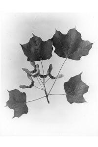 Acer nigrum image