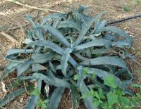 Image of Agave gypsophila