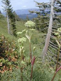 Image of Angelica lineariloba