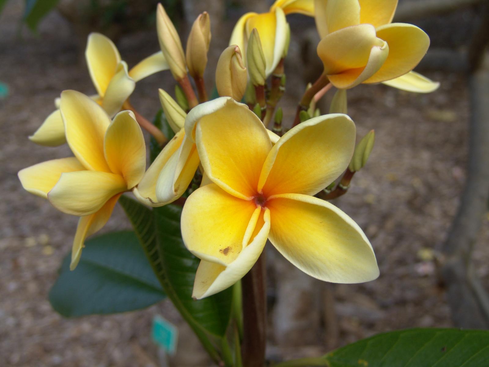 Plumeria alba image