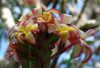 Plumeria alba image