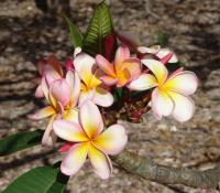 Plumeria alba image