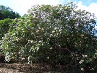 Plumeria alba image