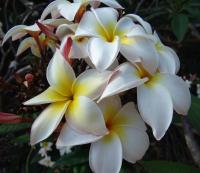 Plumeria alba image