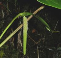 Anthurium concinnatum image