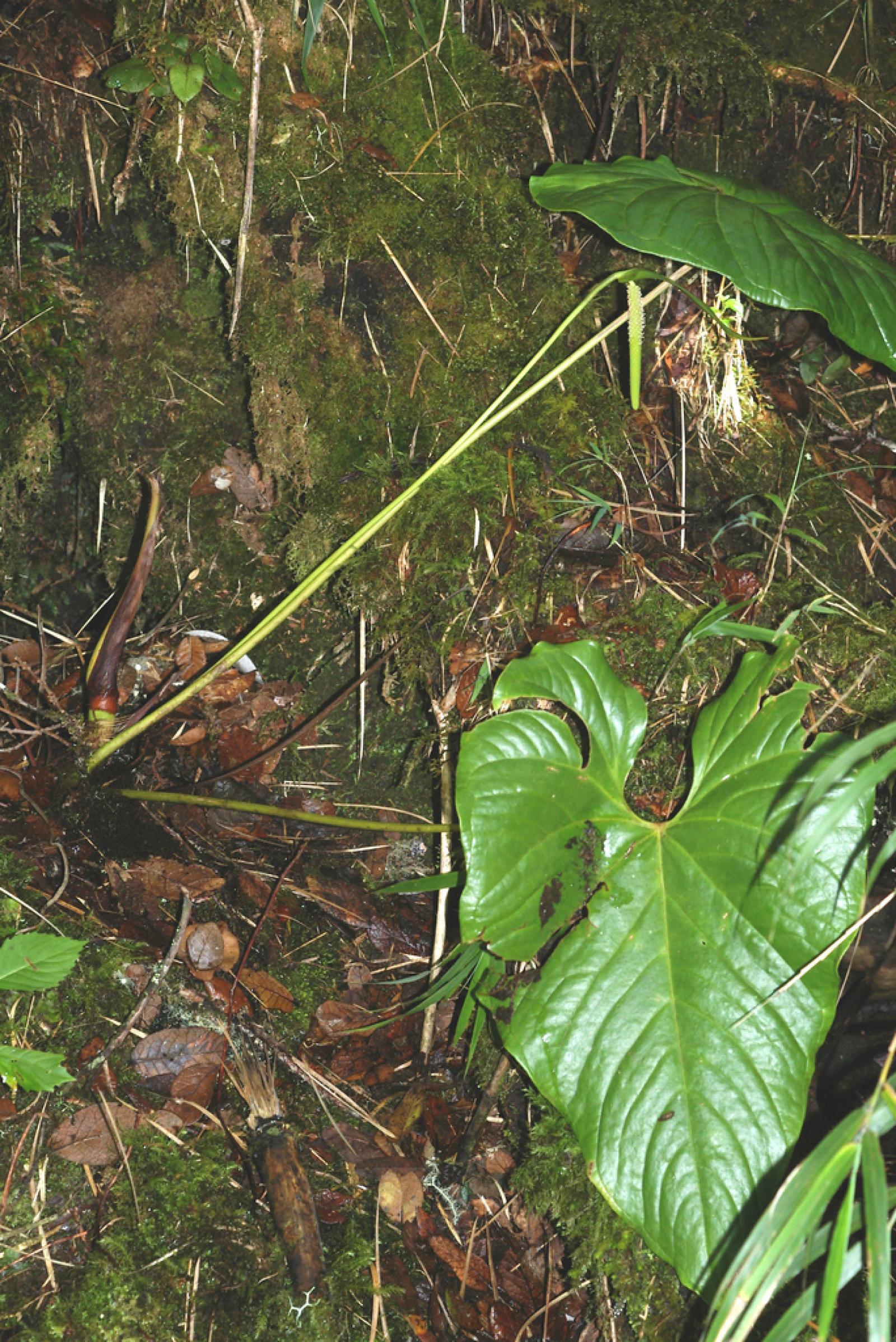 Anthurium concinnatum image