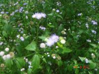 Ageratum conyzoides image