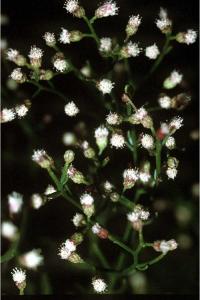Image of Baccharis angustifolia