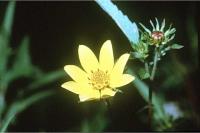 Image of Coreopsis aristosa