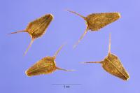 Coreopsis aristosa image