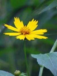 Image of Coreopsis auriculata