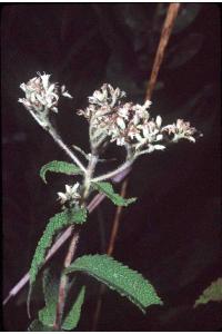 Eupatorium perfoliatum image