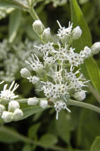 Eupatorium serotinum image