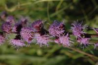 Liatris aspera image