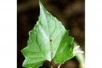 Image of Mikania scandens