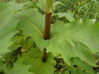 Silphium perfoliatum image