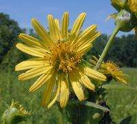 Silphium perfoliatum image