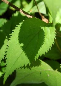 Solidago flexicaulis image