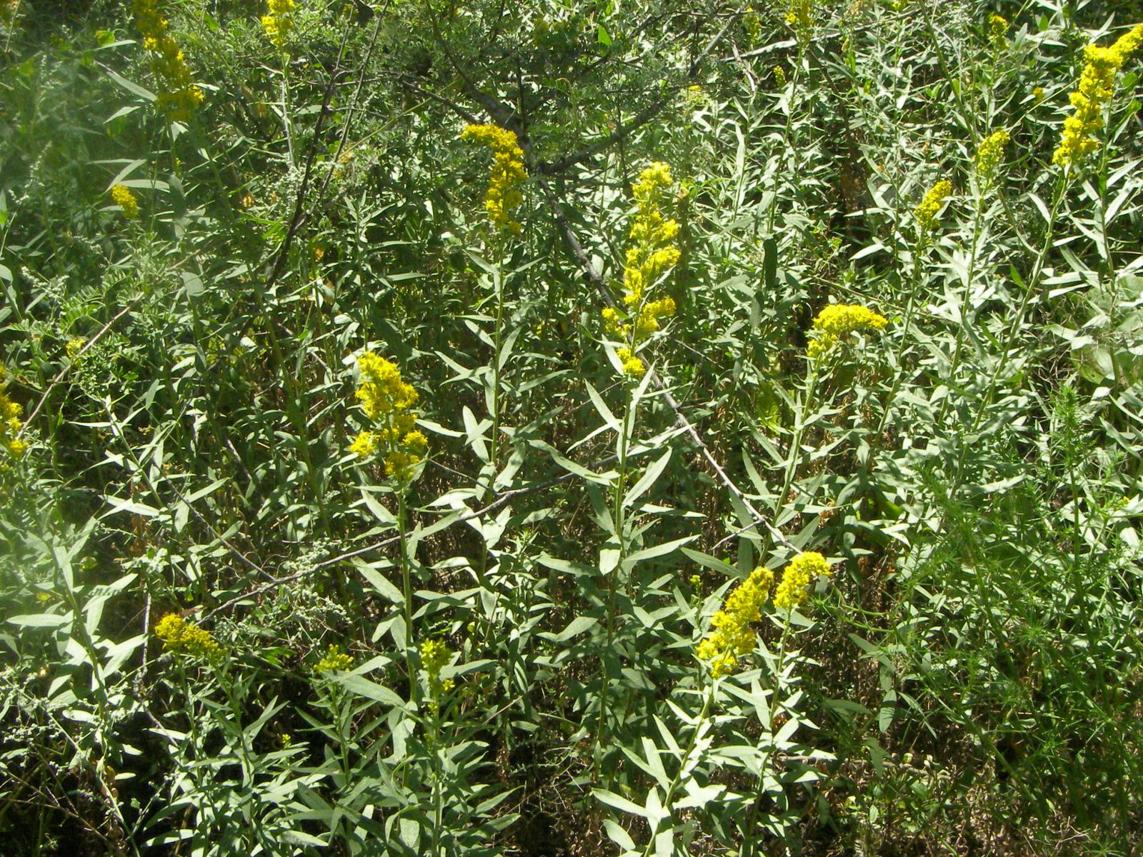 Solidago scabrida image