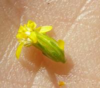 Solidago scabrida image
