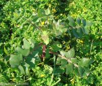 Sonchus tenerrimus image