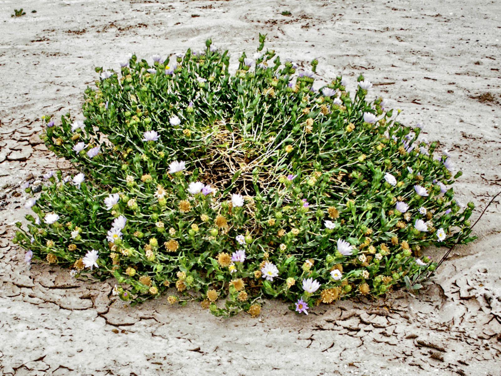 Xylorhiza orcuttii image