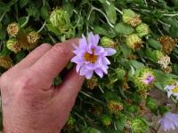 Xylorhiza orcuttii image