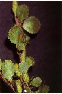 Image of Betula glandulosa