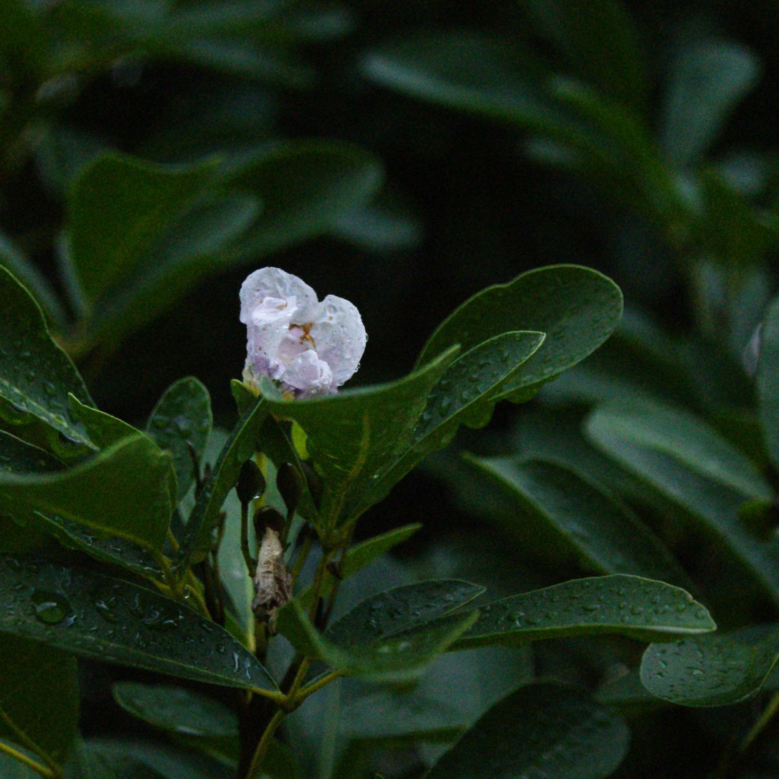 Tabebuia heterophylla image