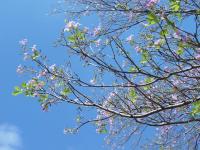 Tabebuia heterophylla image