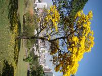 Image of Tabebuia ochracea