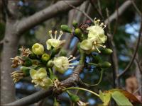 Ceiba pentandra image