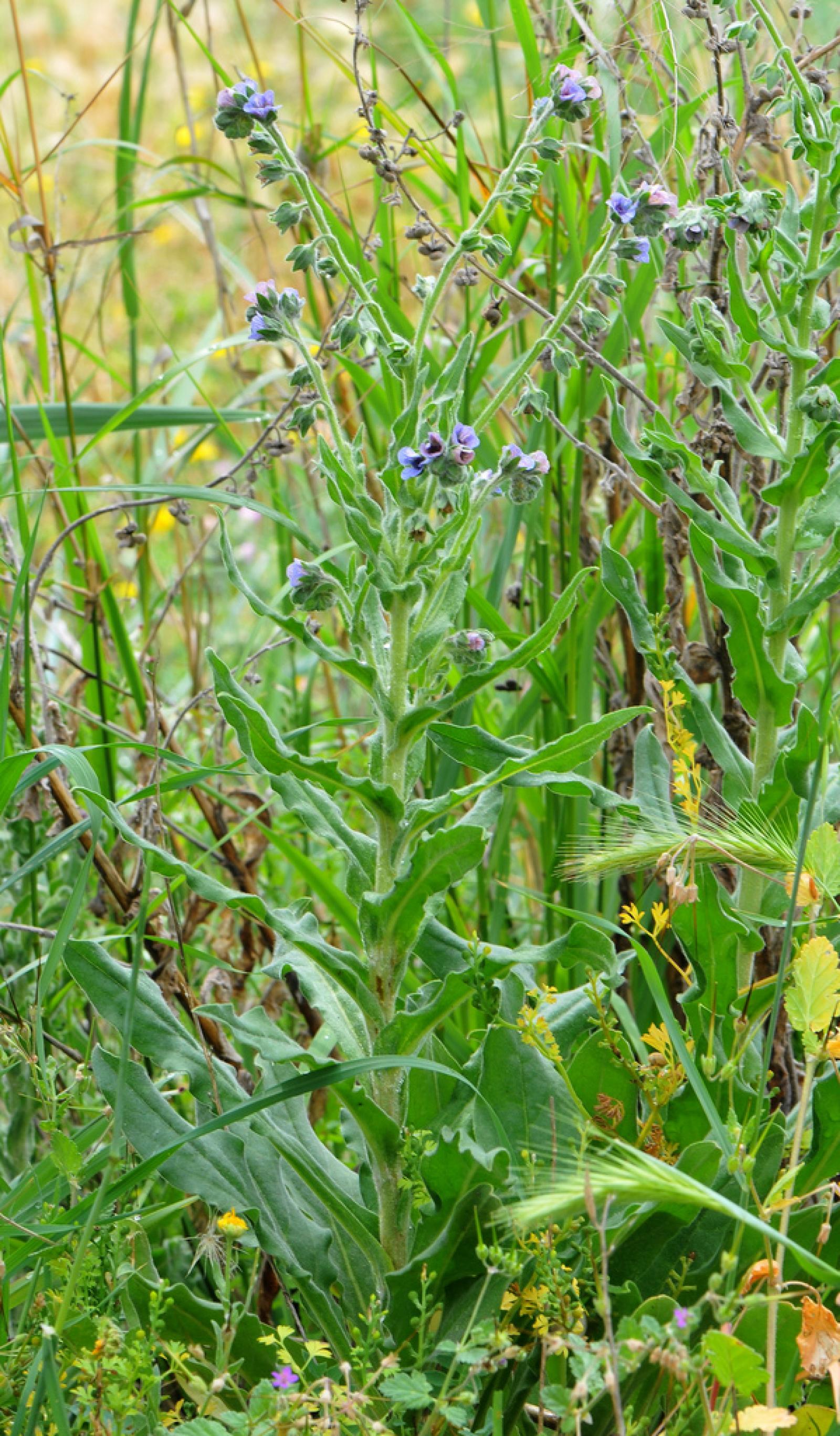 Cynoglossum creticum image