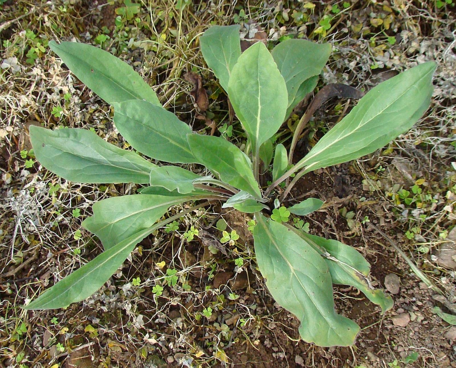 Cynoglossum creticum image