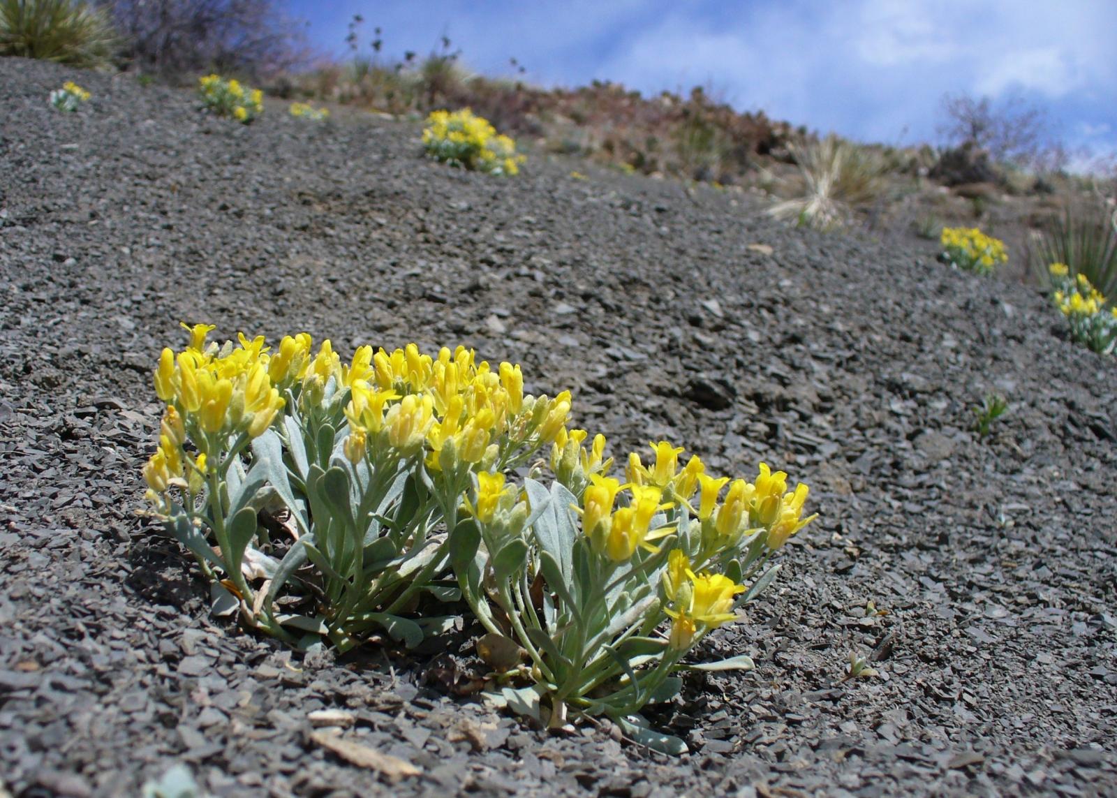 Physaria bellii image