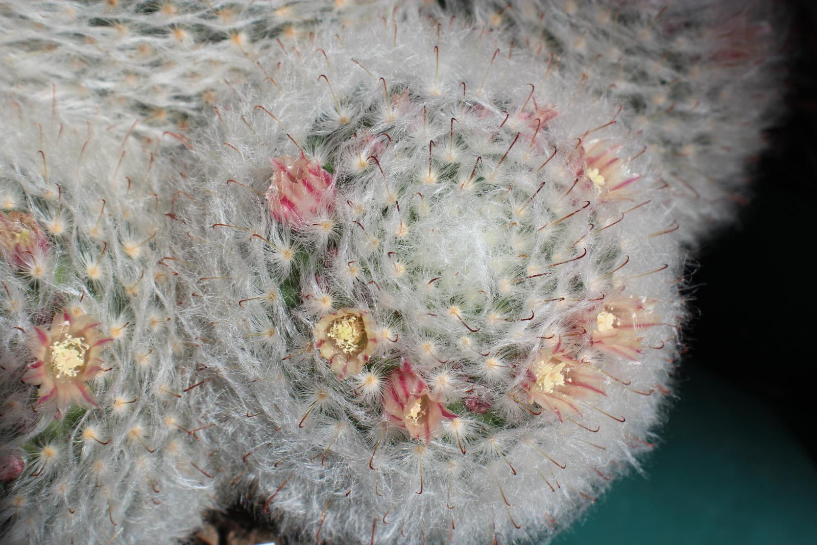 Mammillaria bocasana image