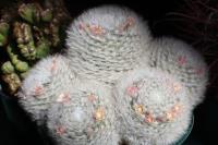 Mammillaria bocasana image