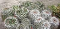 Mammillaria karwinskiana image