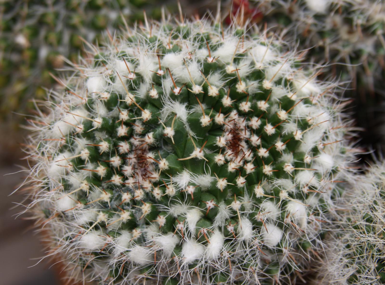 Mammillaria karwinskiana image