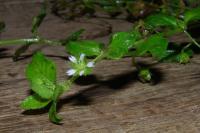 Stellaria ovata image